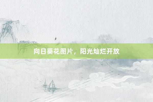 向日葵花图片，阳光灿烂开放